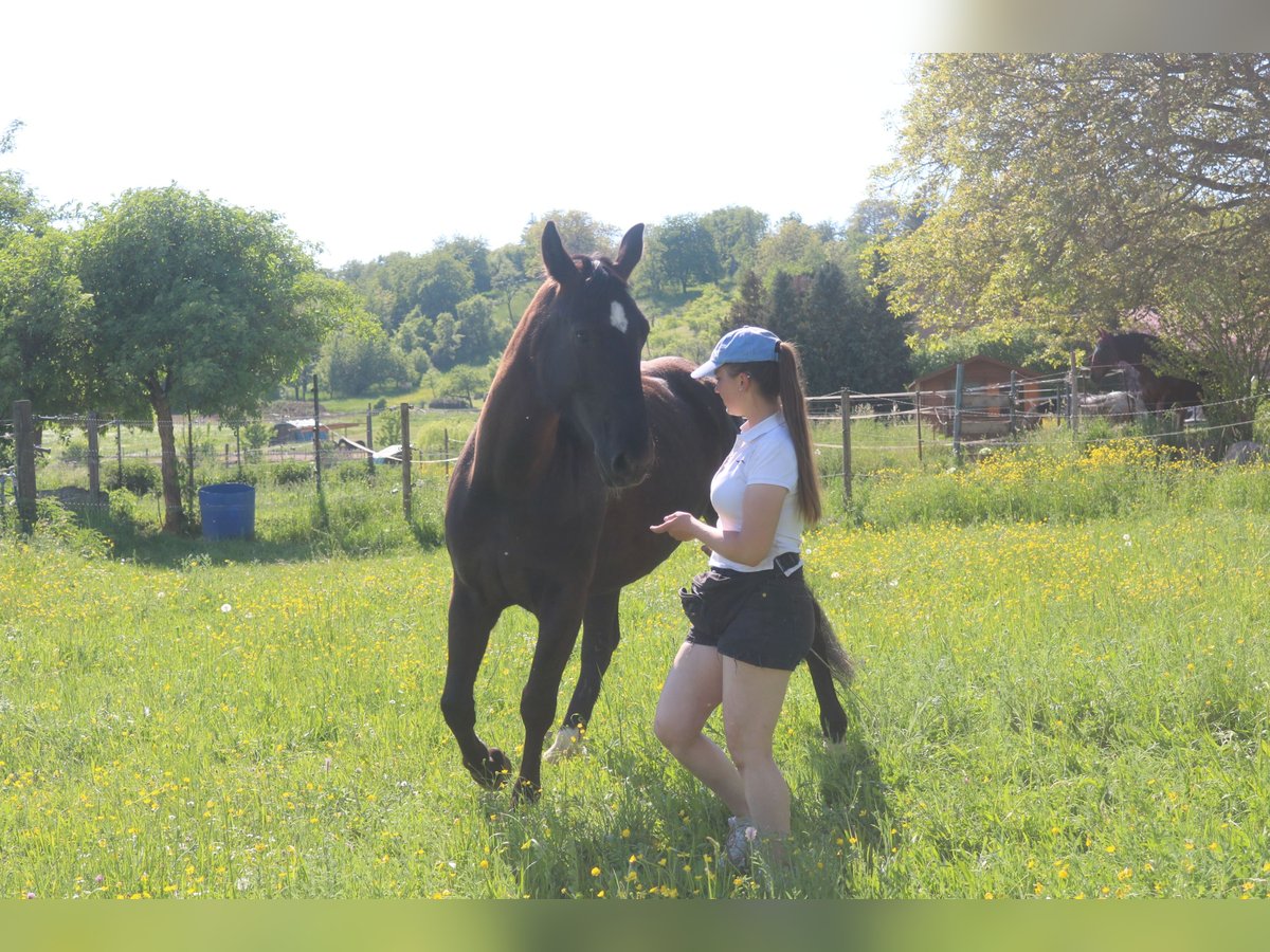Schlesier Stute 4 Jahre 162 cm Rappe in Bad Wimpfen