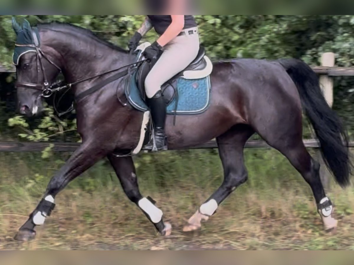 Schlesier Stute 4 Jahre 162 cm Rappe in Westerstede
