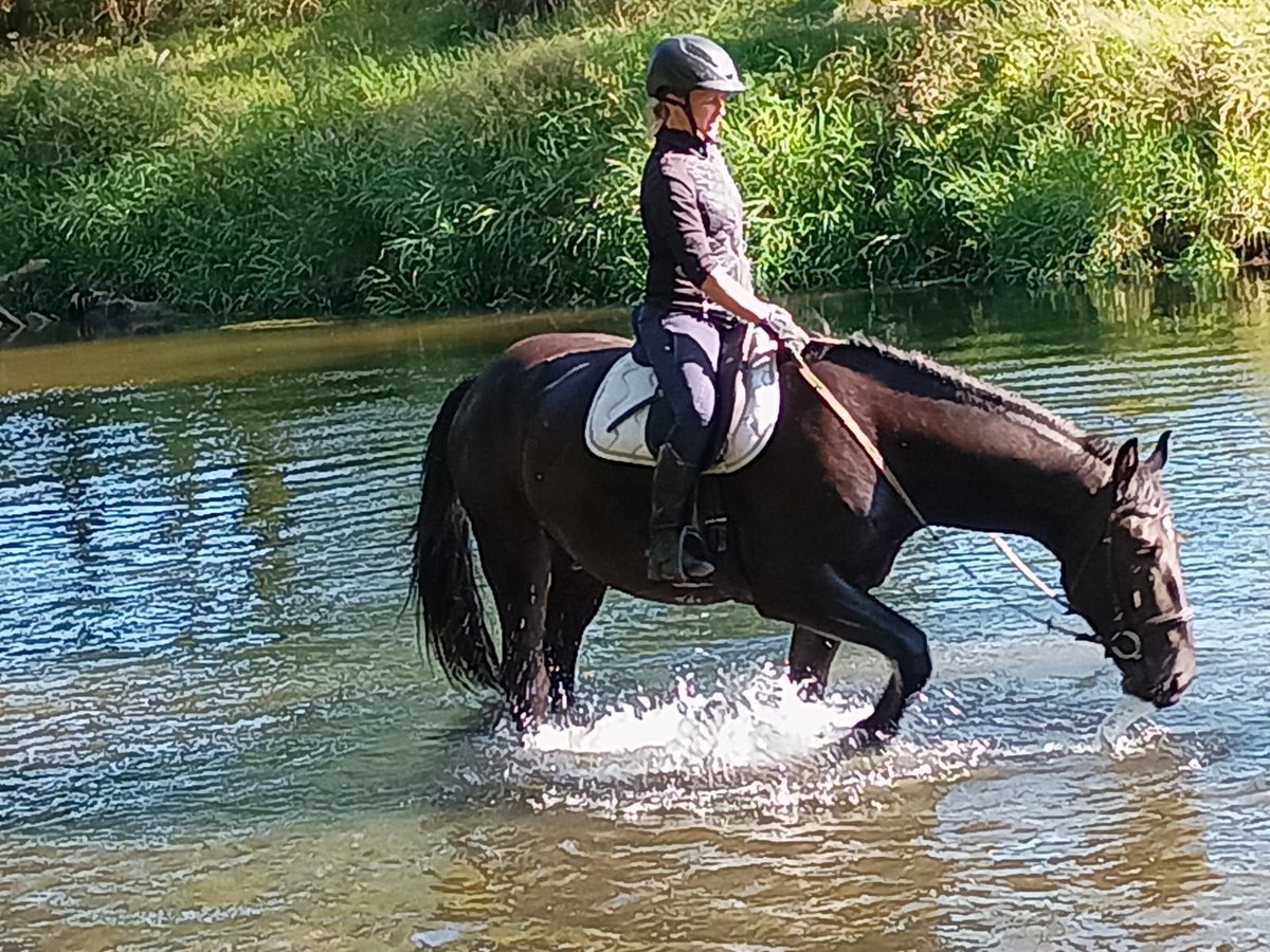 Schlesier Stute 4 Jahre 166 cm Rappe in Leszno Dolne