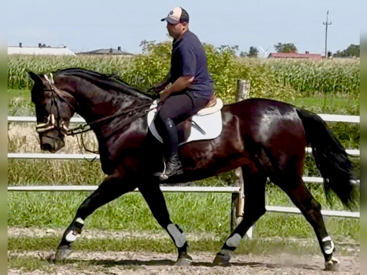 Schlesier Stute 5 Jahre 169 cm Dunkelbrauner in L&#xF6;hnberg