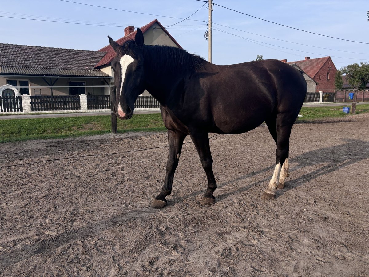 Schlesier Stute 6 Jahre 166 cm Rappe in Dąbrówka Dolna