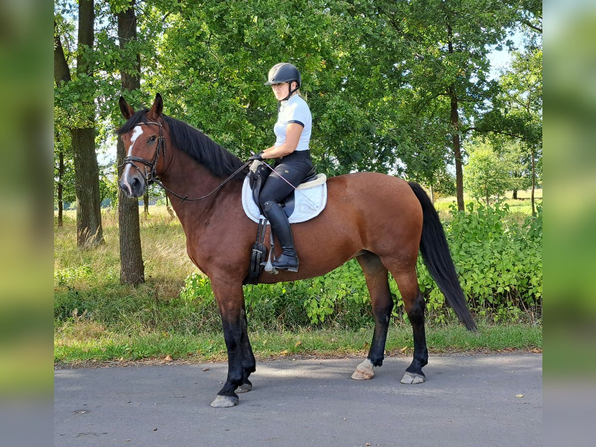 Schlesier Stute 7 Jahre 168 cm Brauner in Forst