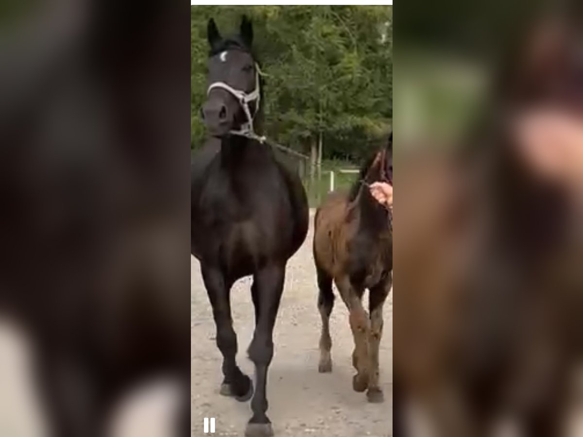 Schlesier Stute 9 Jahre 165 cm Rappe in Obiecanowo