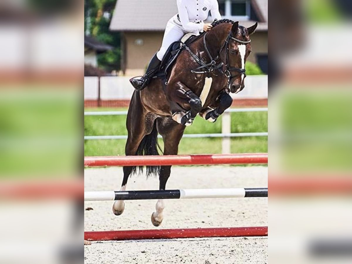 Schlesier Mix Wallach 10 Jahre 165 cm Dunkelbrauner in Stanis&#x142;aw&#xF3;w Pierwszy