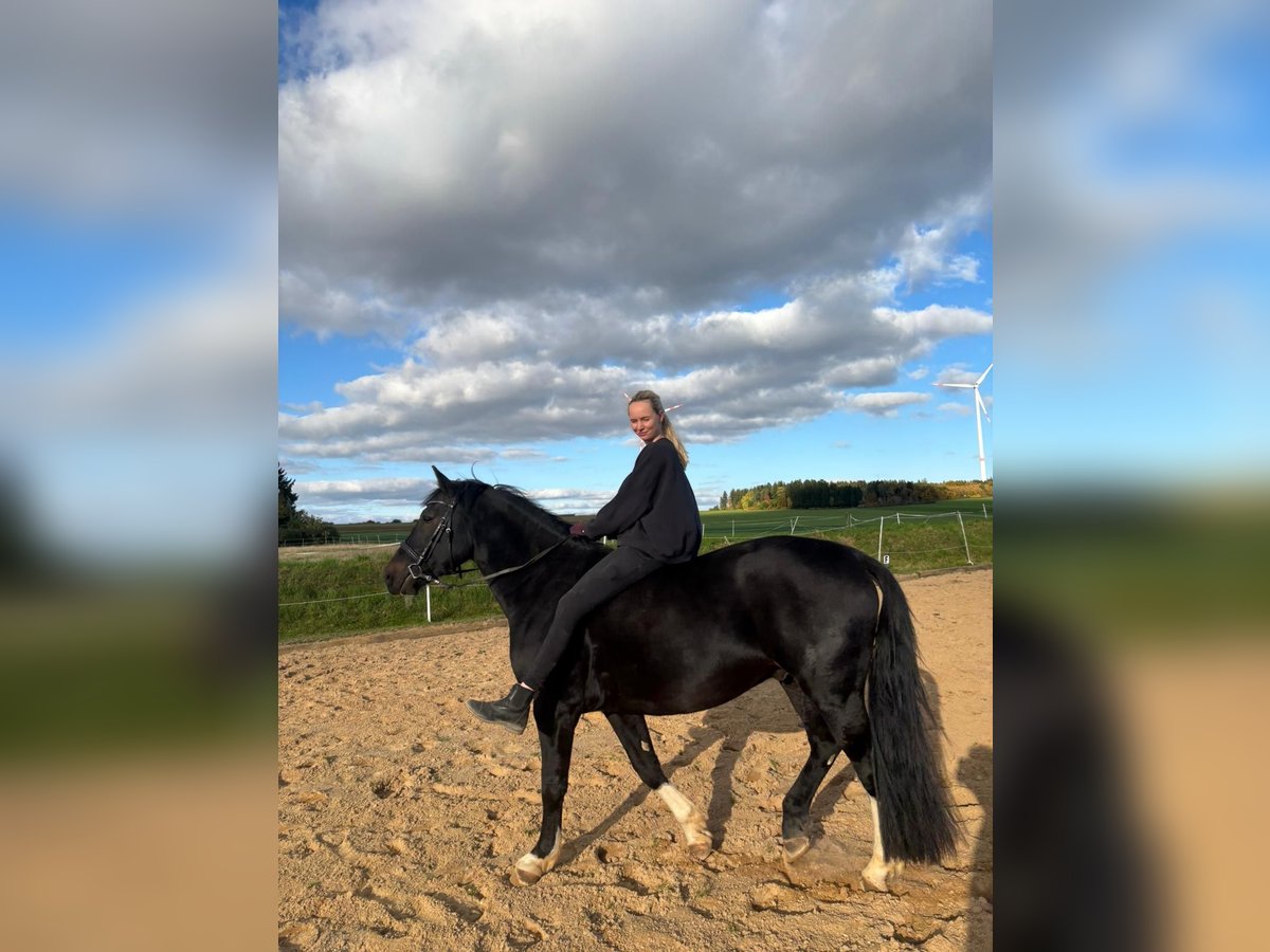 Schlesier Wallach 4 Jahre 165 cm Schwarzbrauner in Allersberg