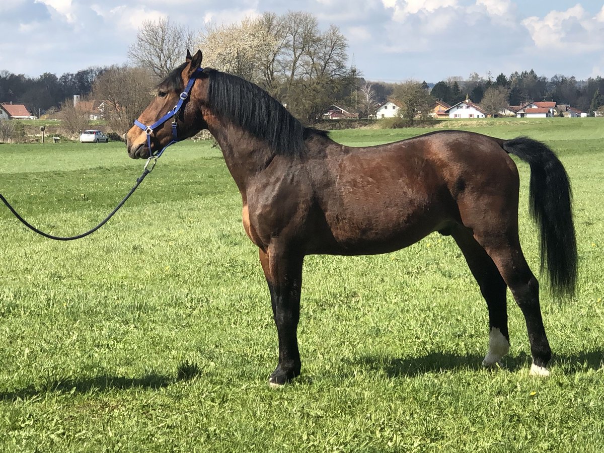 Schlesier Wallach 5 Jahre 160 cm Brauner in Fuchstal