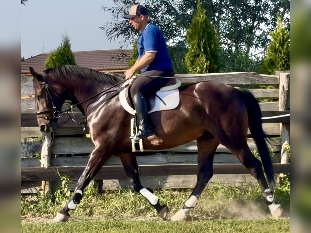 Schlesier Wallach 5 Jahre 166 cm Dunkelbrauner in L&#xF6;hnberg