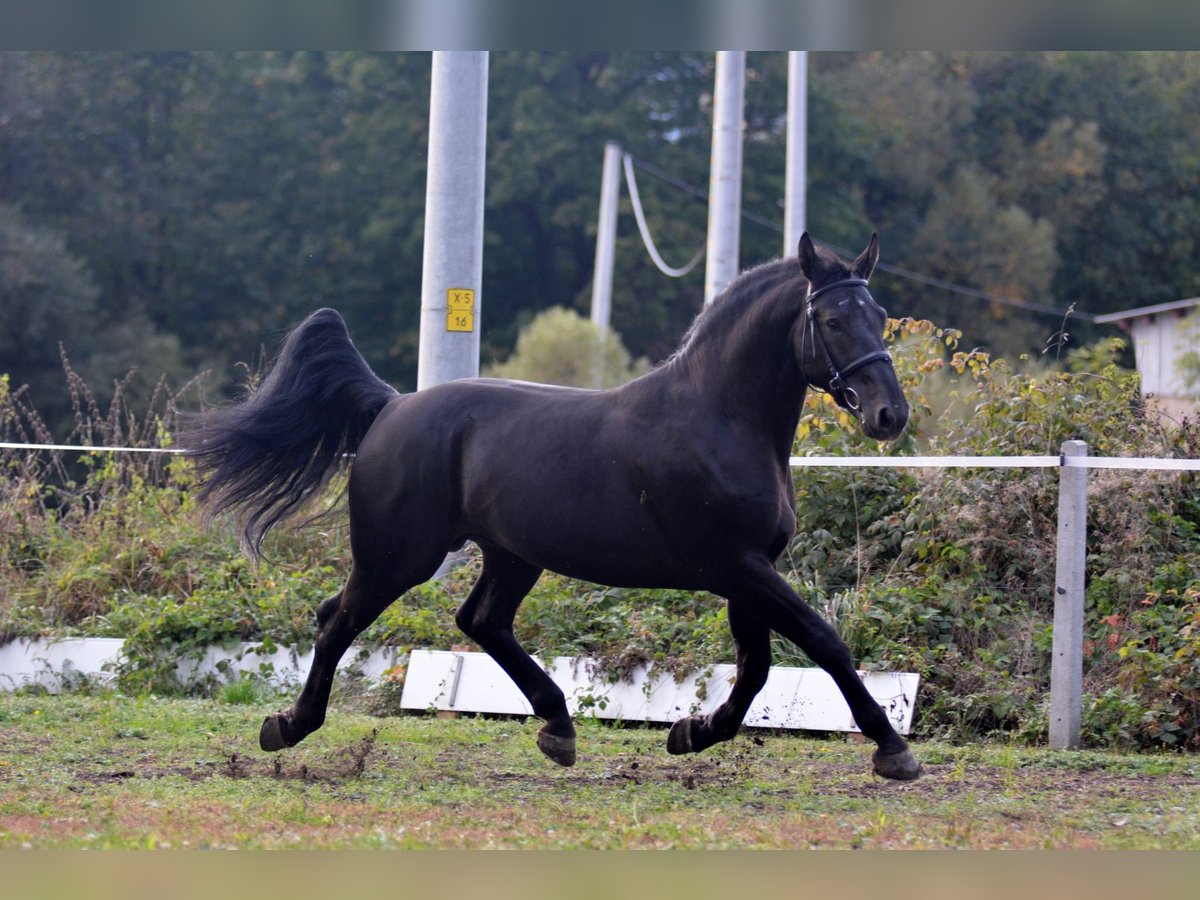 Schlesier Wallach 5 Jahre 168 cm Rappe in D&#x142;ugopole G&#xF3;rne