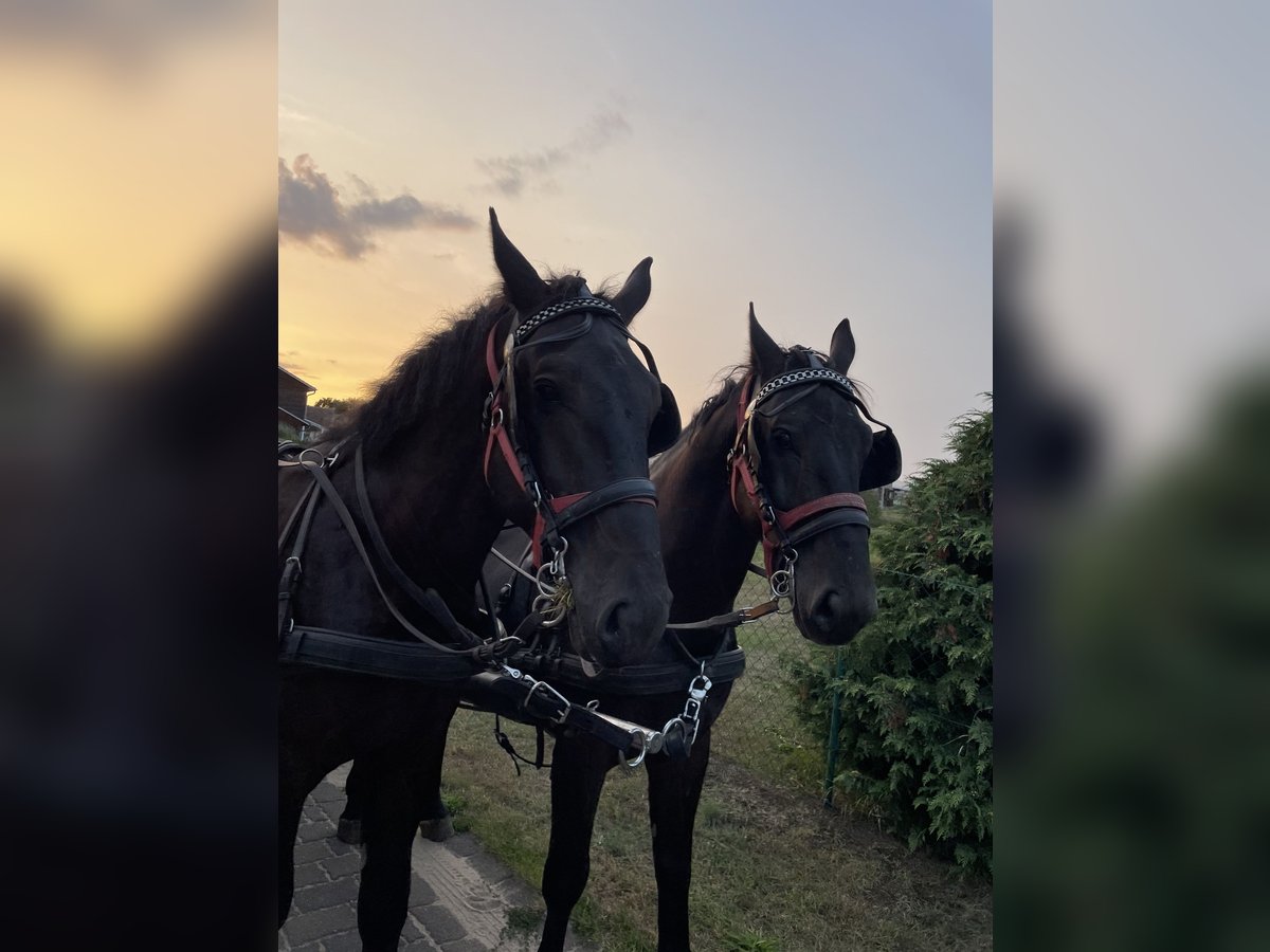 Schlesier Wallach 5 Jahre 168 cm Rappe in Thießen