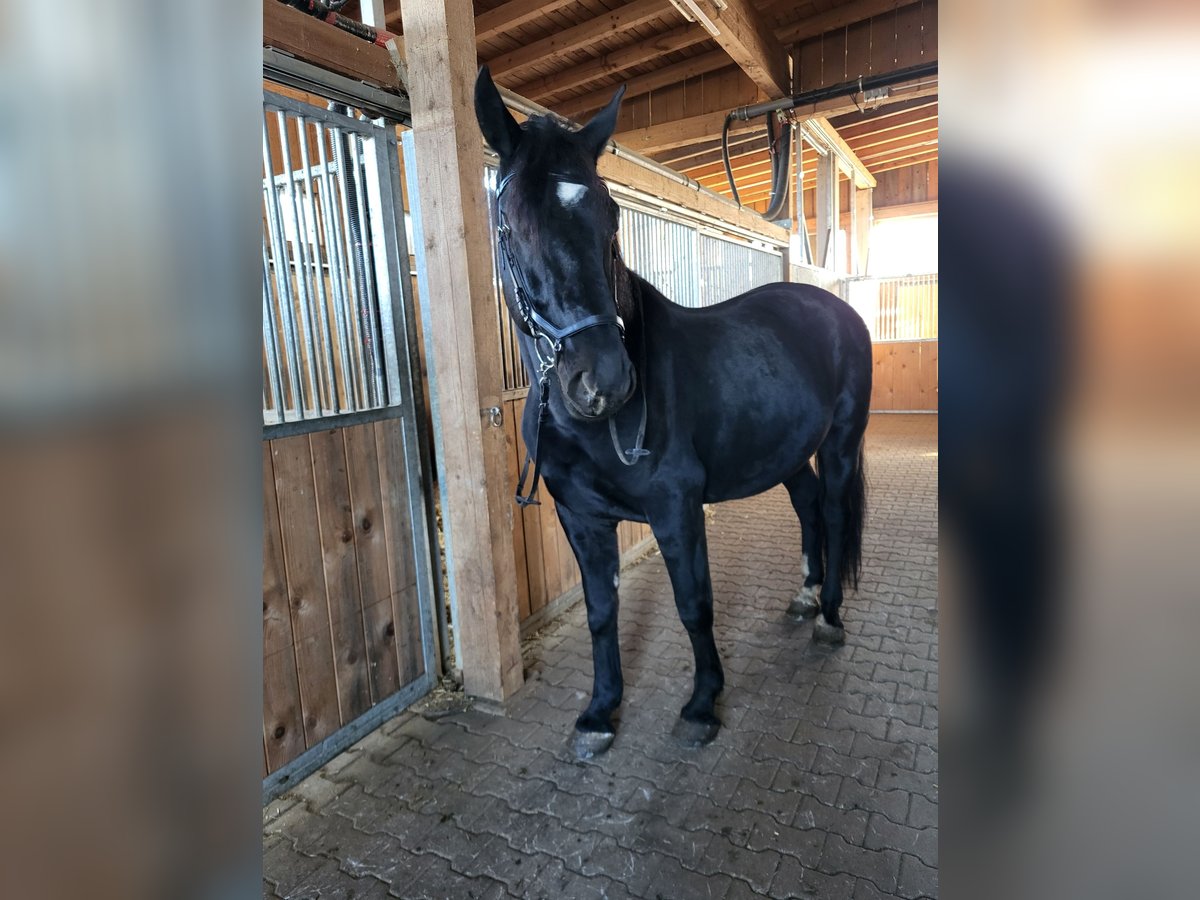 Schlesier Wallach 7 Jahre 163 cm in Zwiesel