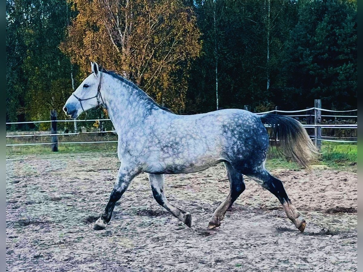 Schlesier Wallach 7 Jahre 167 cm Apfelschimmel in Zdzierczyzna