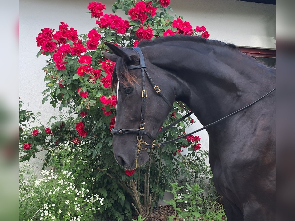 Schlesier Wallach 7 Jahre 167 cm Rappe in Bayerbach