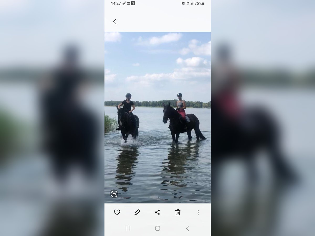 Schlesier Wallach 8 Jahre 165 cm Rappe in Bukowiec Górny