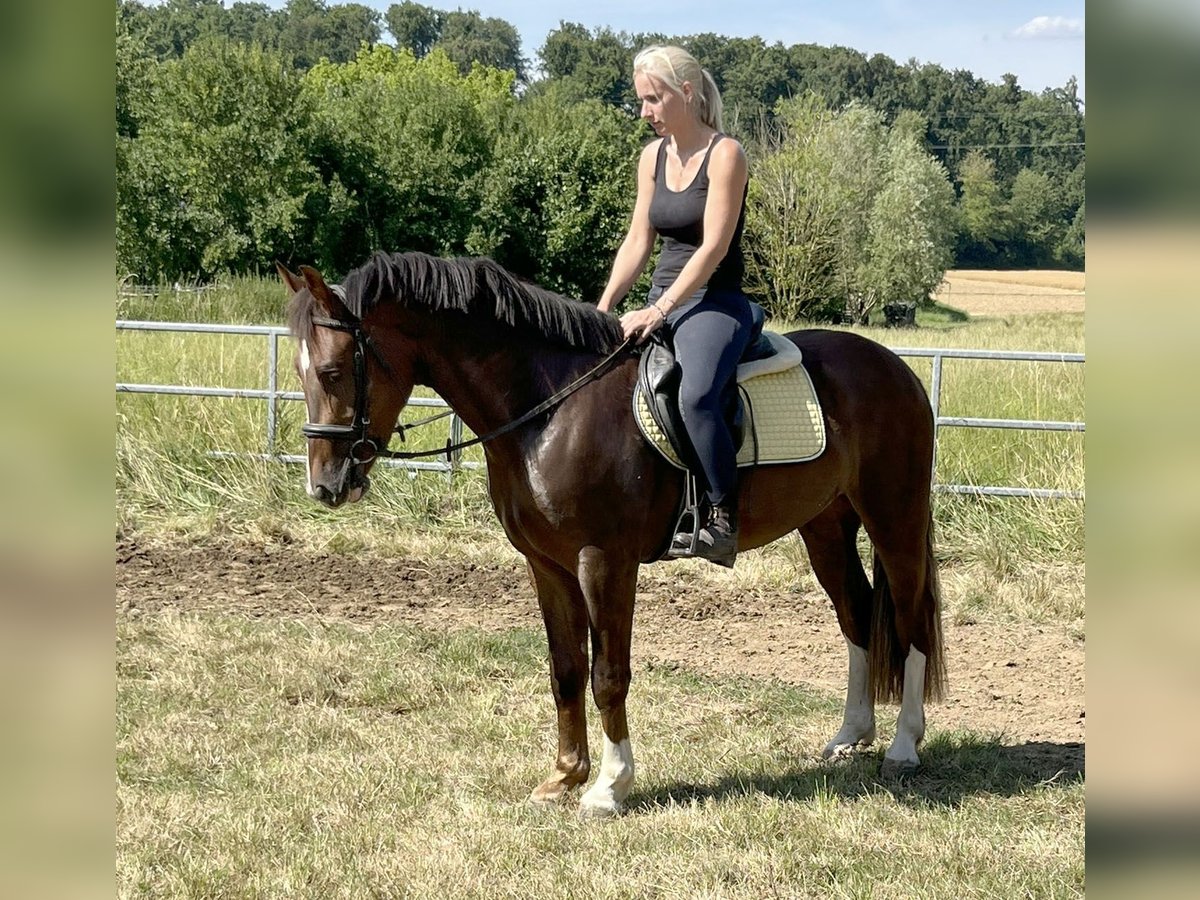 Schleswig Castrone 3 Anni 152 cm Sauro scuro in Bretten