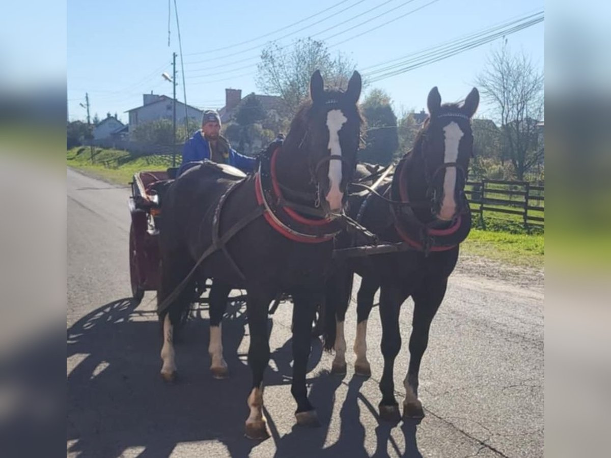 Schleswig Castrone 3 Anni 164 cm Morello in Trzebownisko