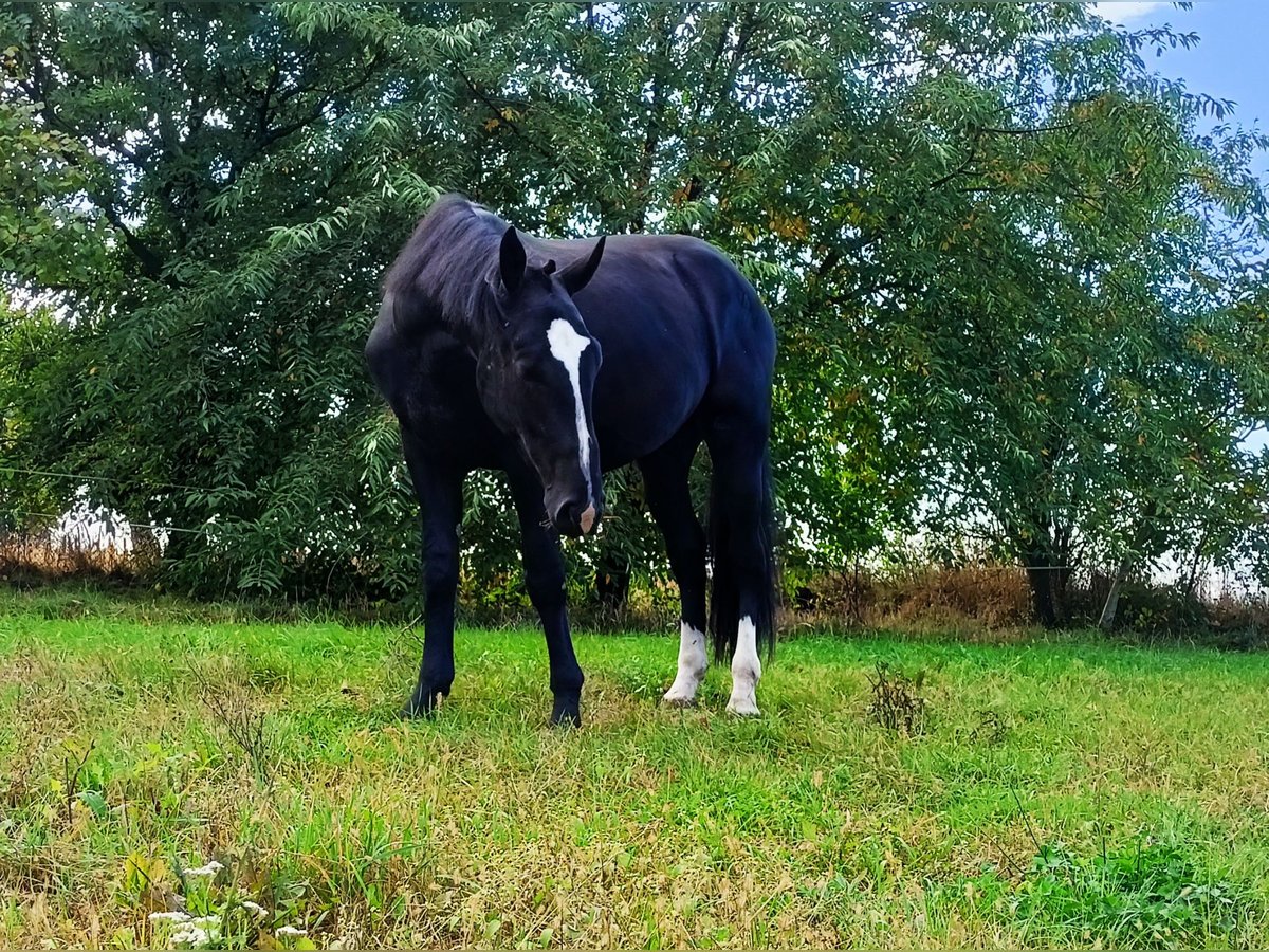 Schleswig Castrone 4 Anni 166 cm Morello in Nowe Smarchowice