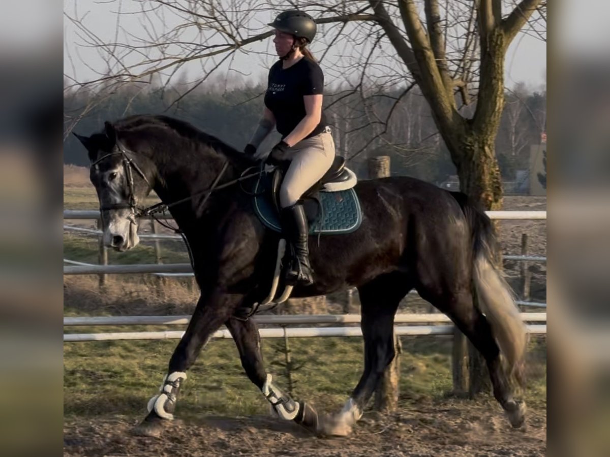 Schleswig Castrone 4 Anni 168 cm Grigio ferro in Leer (Ostfriesland)