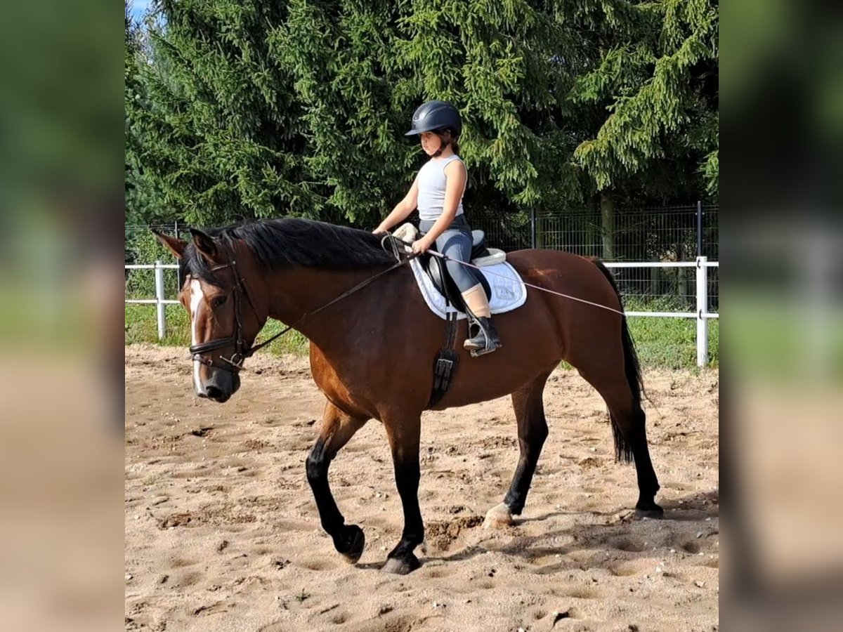 Schleswig Giumenta 7 Anni 168 cm Baio in Forst