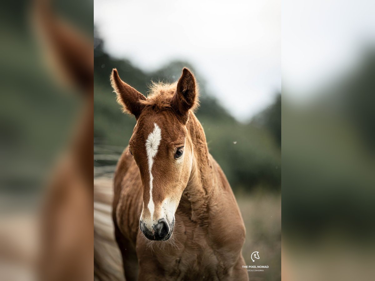 Schleswig Stallion Foal (05/2024) 15,2 hh Chestnut-Red in Warder