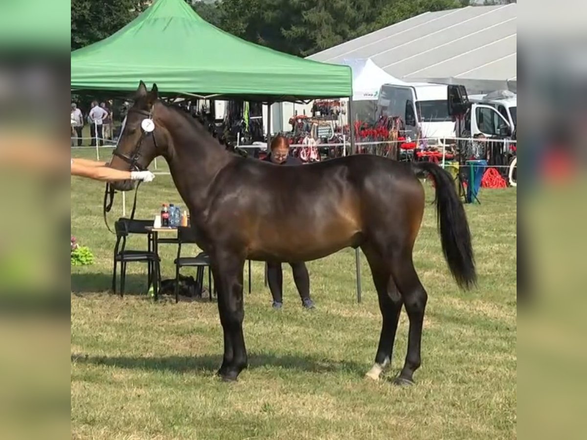 Schleswig Stallone 1 Anno 155 cm Baio in Olszowa