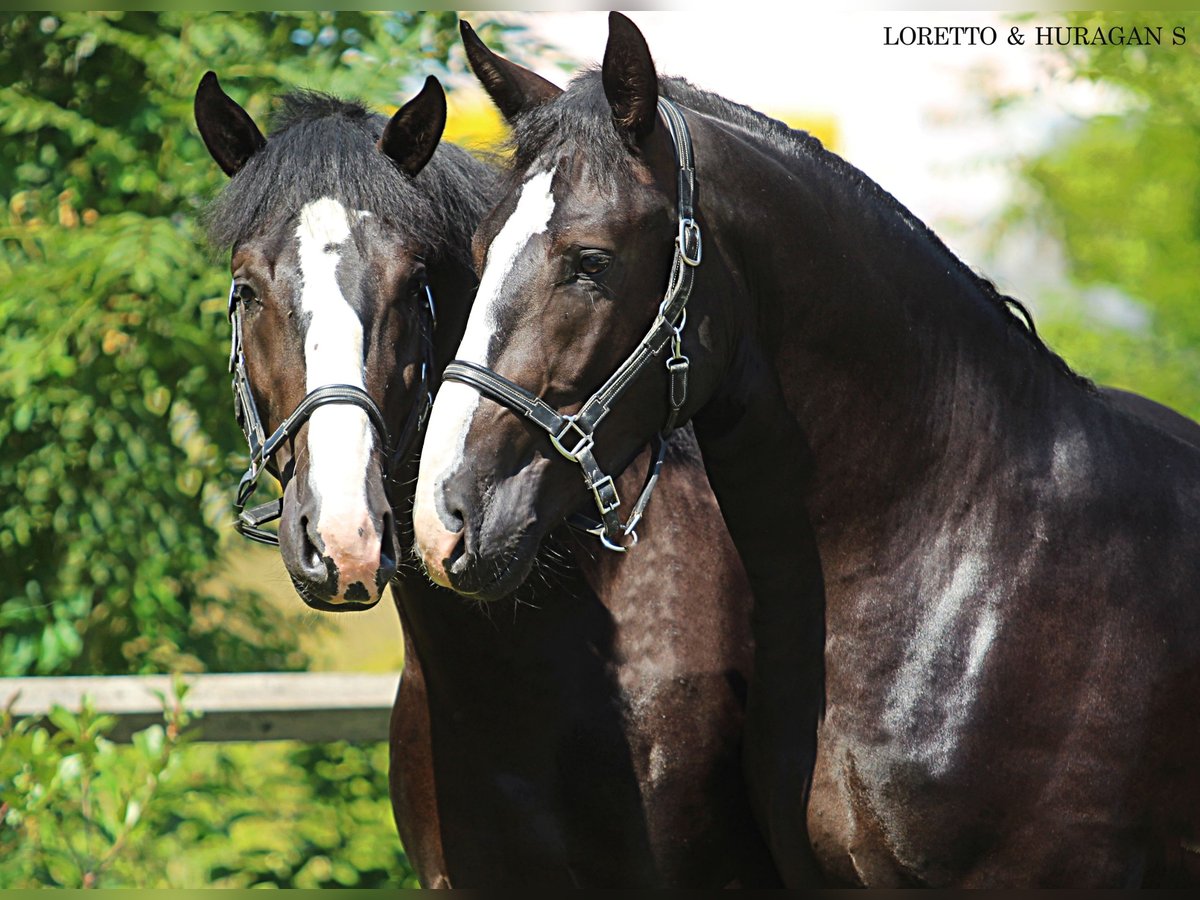 Schleswig Stallone 2 Anni 166 cm Morello in Kamnik