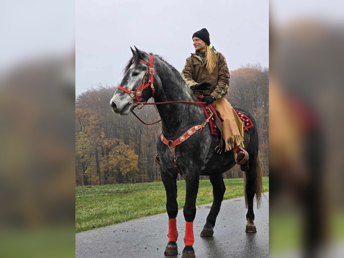 Schleswig Valack 5 år 168 cm Grå-mörk-brun in Linkenbach