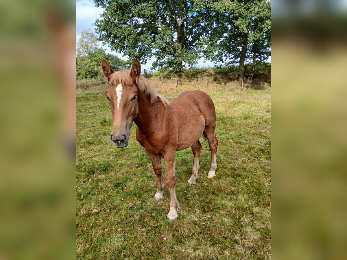 Schleswiger koudbloed Hengst Veulen (03/2025) 130 cm Vos in Immenstedt