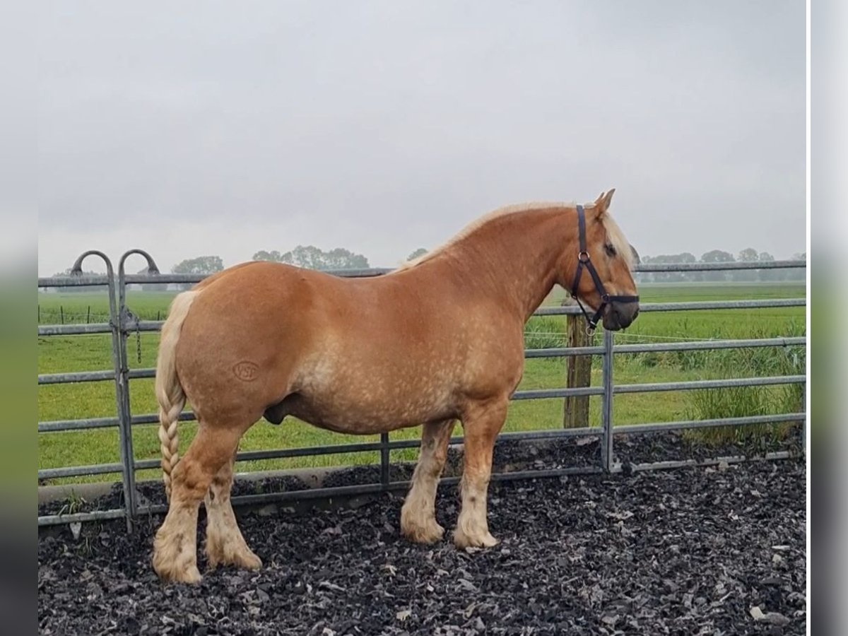 Schleswiger koudbloed Ruin 7 Jaar 170 cm Vos in Kollmar