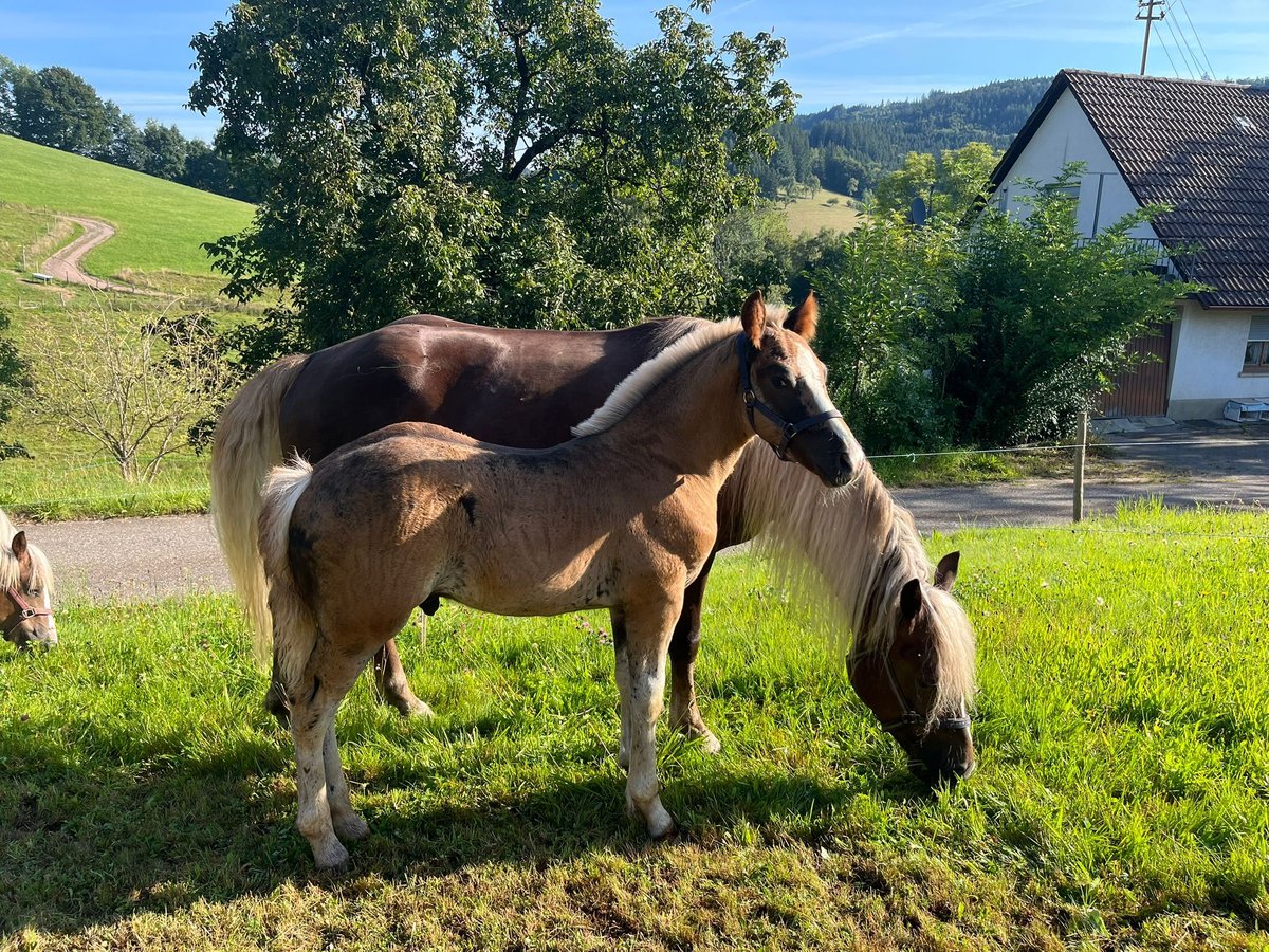 Schwarzwälder Fuchs Hengst Fohlen (06/2025) Dunkelfuchs in Elzach-Prechtal
