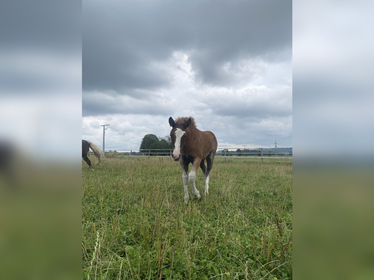 Schwarzwälder Fuchs Merrie veulen (05/2024) Donkere-vos in Bad Wurzach