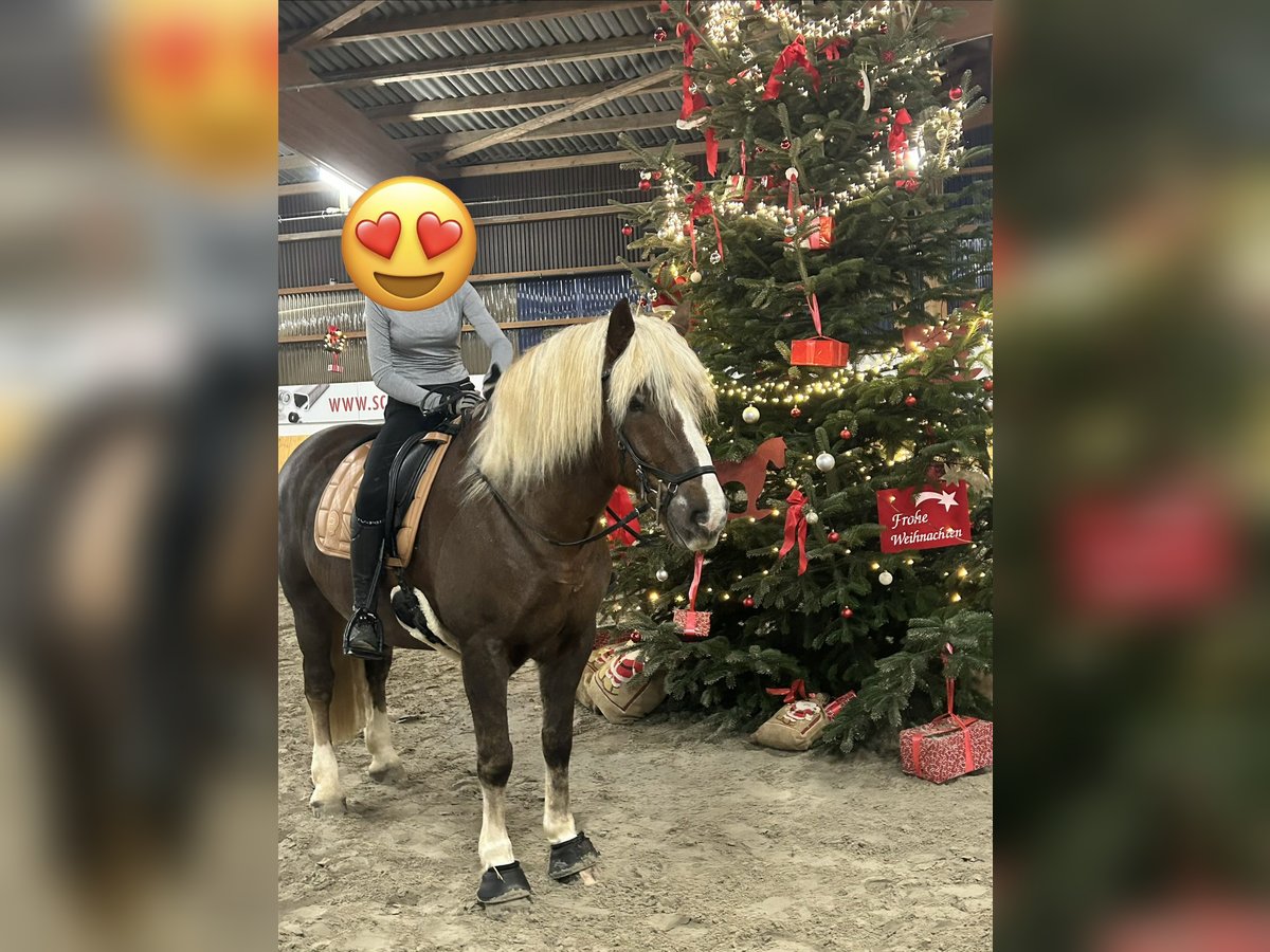 Schwarzwälder Fuchs Ruin 9 Jaar 156 cm Donkere-vos in Oerlinghausen