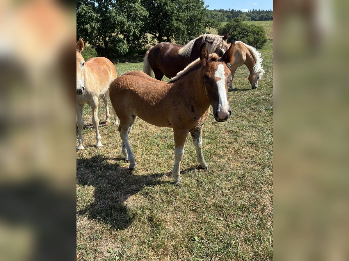 Schwarzwälder Fuchs, Stute in Ottenhausen