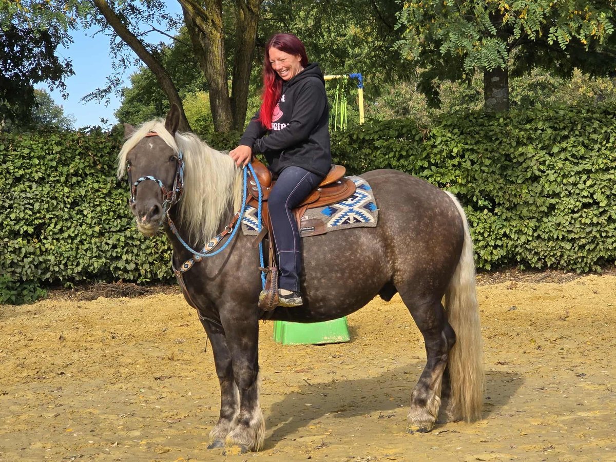 Schwarzwälder Fuchs Mix Wallach 4 Jahre 153 cm Dunkelfuchs in Linkenbach