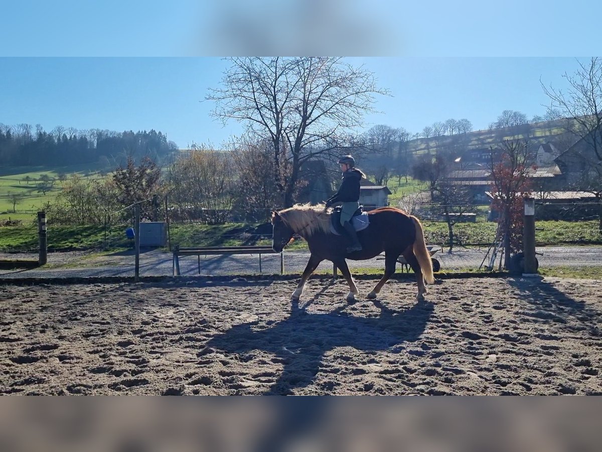Schwarzwälder Fuchs Wallach 6 Jahre 158 cm Dunkelfuchs in Neunkirchen