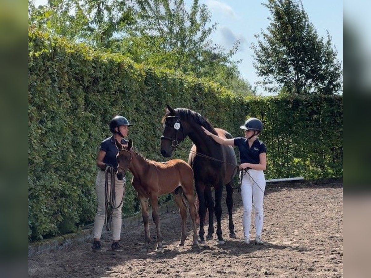 Schwedisches Warmblut Hengst 1 Jahr 167 cm Dunkelbrauner in Blentarp