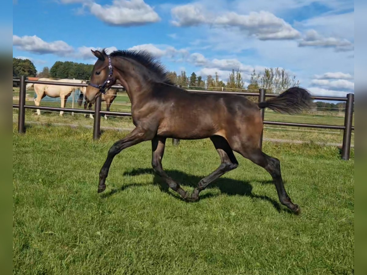 Schwedisches Warmblut Hengst 1 Jahr 168 cm Brauner in Istorp