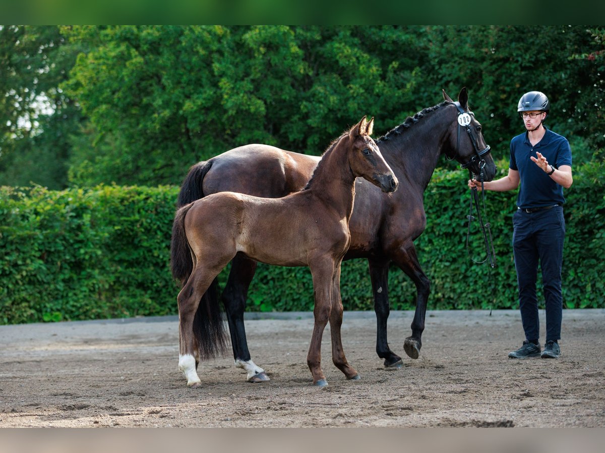 Schwedisches Warmblut Hengst 1 Jahr 168 cm Dunkelbrauner in Strängnäs