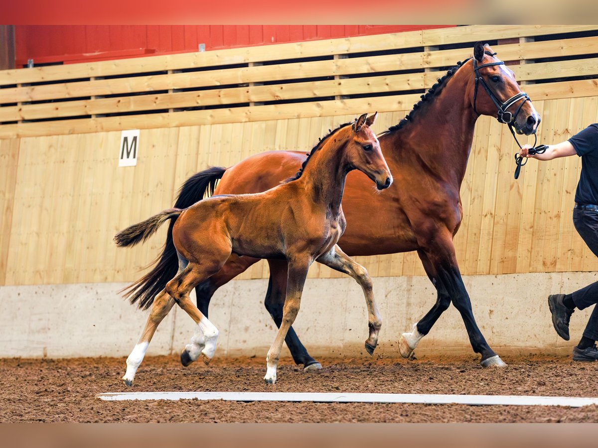 Schwedisches Warmblut Hengst 1 Jahr 170 cm Dunkelbrauner in Köpingsvik