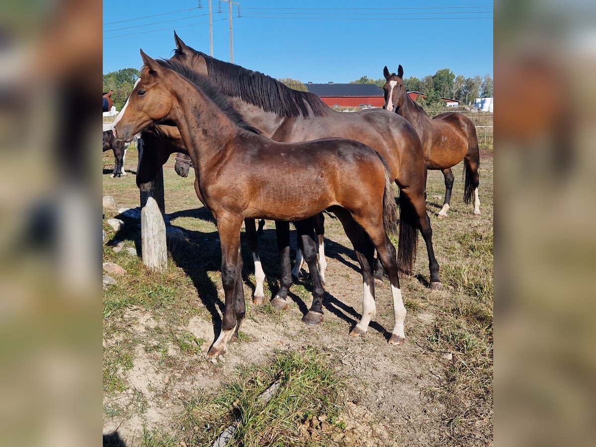 Schwedisches Warmblut Hengst 1 Jahr 170 cm Dunkelbrauner in Västerås