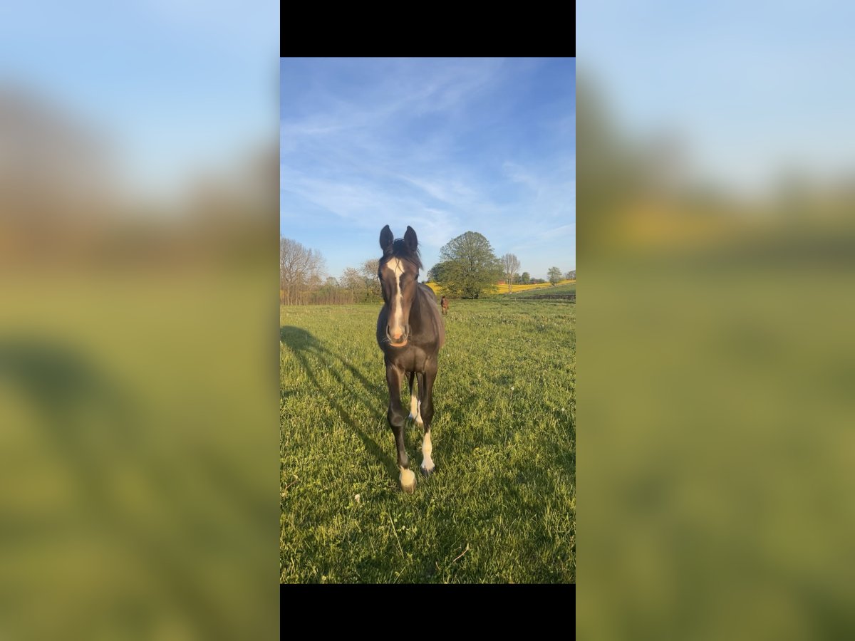 Schwedisches Warmblut Hengst 2 Jahre 169 cm in Sjöbo