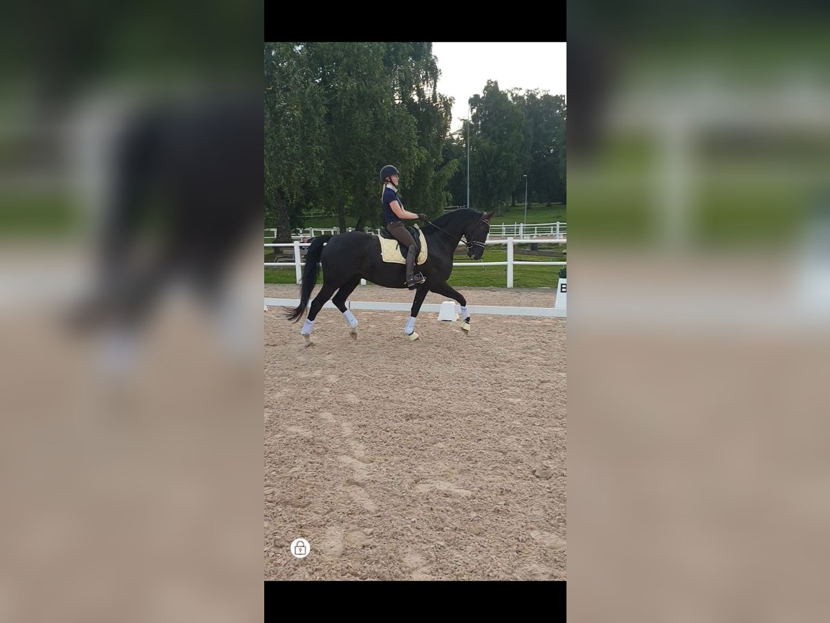 Schwedisches Warmblut Hengst 8 Jahre 172 cm Grullo in Skövde