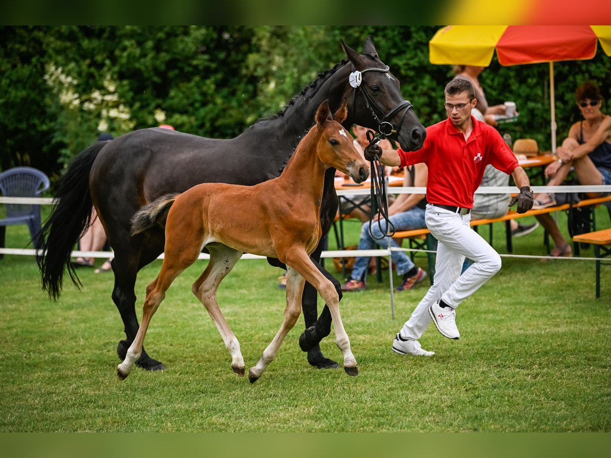 Schwedisches Warmblut Hengst Fohlen (05/2024) Brauner in Windlach