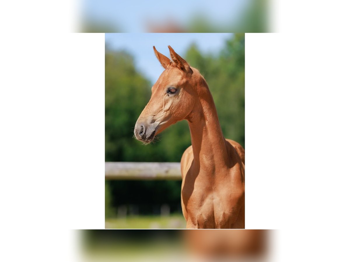 Schwedisches Warmblut Hengst Fohlen (05/2025) Dunkelfuchs in Flyinge