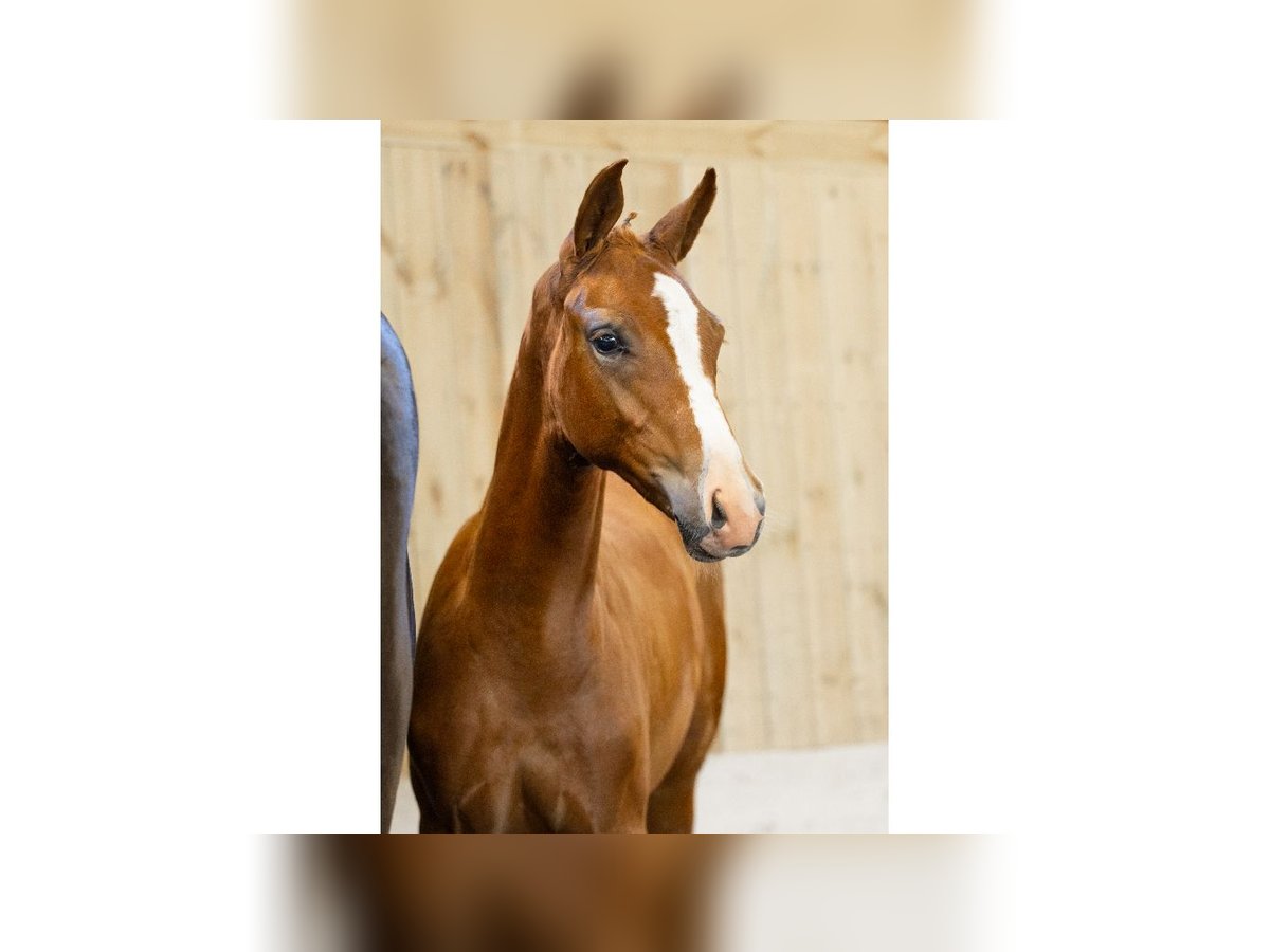 Schwedisches Warmblut Hengst Fohlen (05/2025) Dunkelfuchs in Flyinge