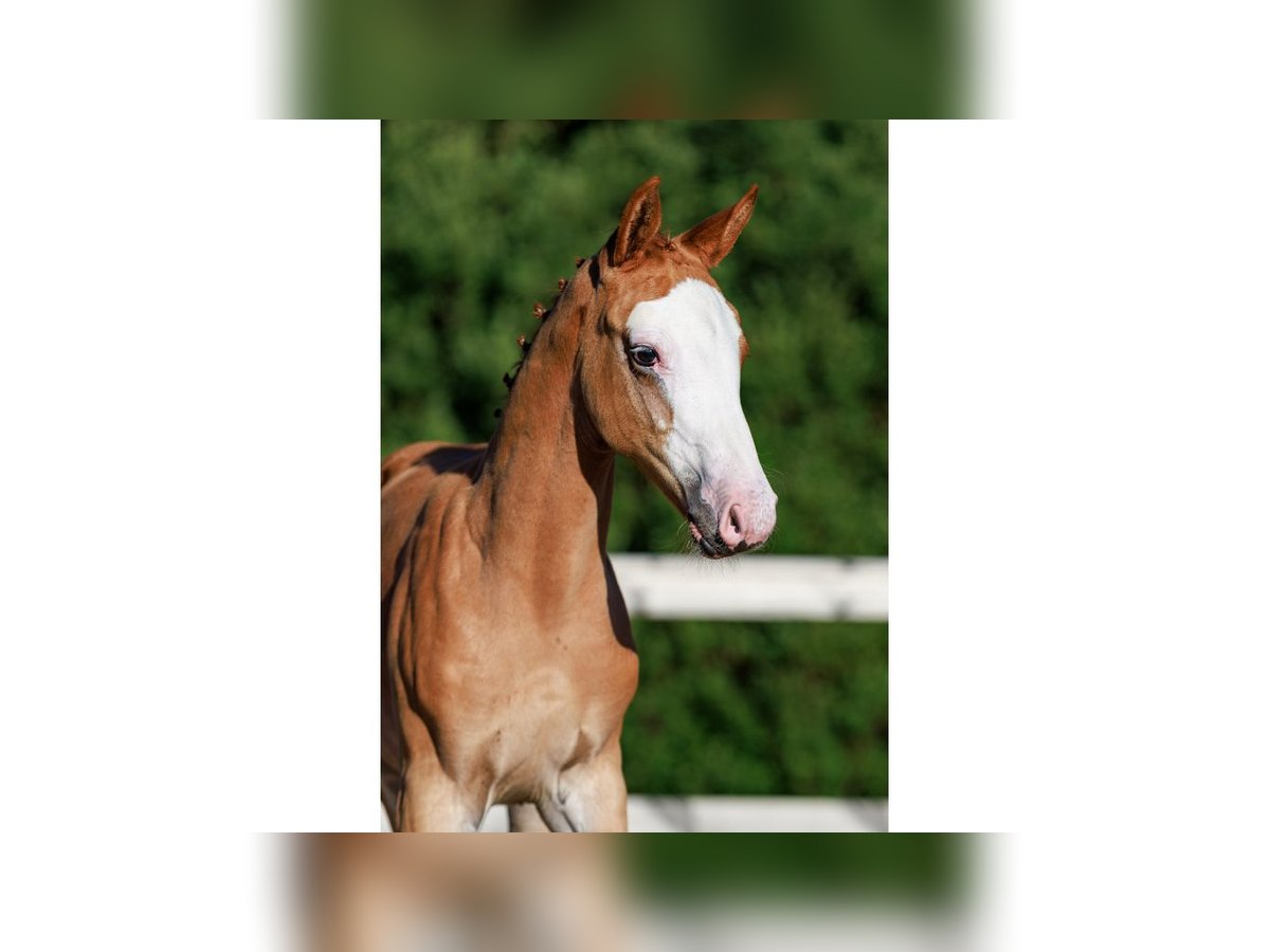 Schwedisches Warmblut Hengst Fohlen (06/2025) Dunkelfuchs in Flyinge