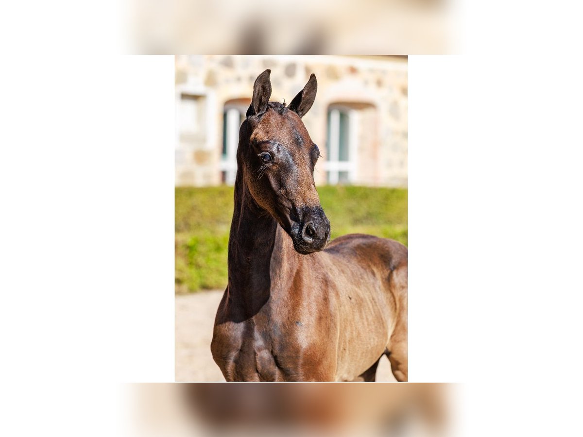Schwedisches Warmblut Hengst Fohlen (06/2025) Rotbrauner in Flyinge