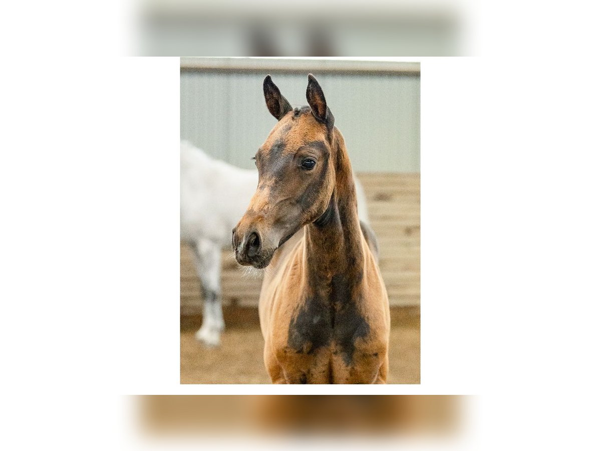 Schwedisches Warmblut Hengst Fohlen (05/2025) Rotbrauner in Flyinge