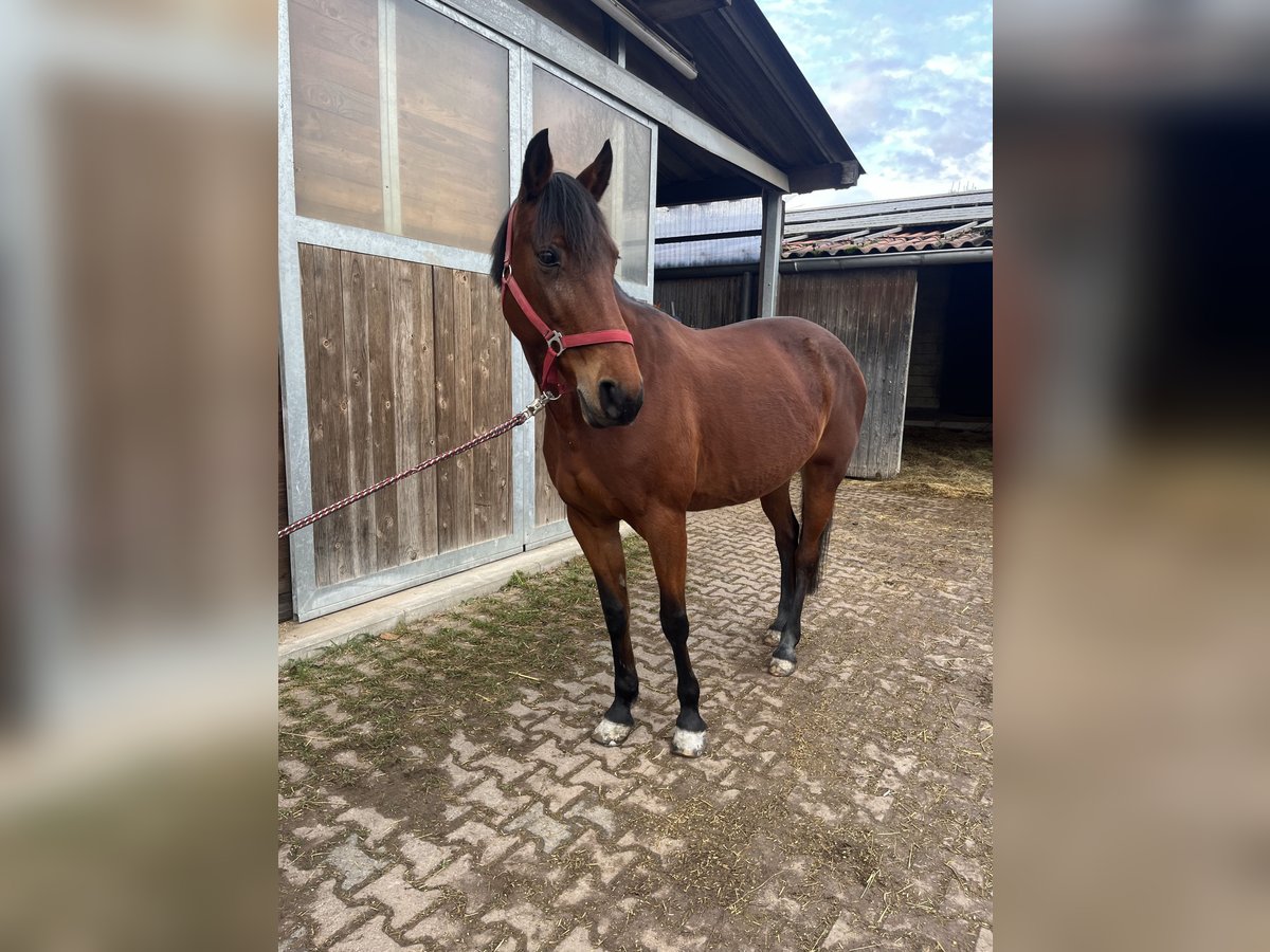 Schwedisches Warmblut Stute 11 Jahre 154 cm Brauner in Bischheim