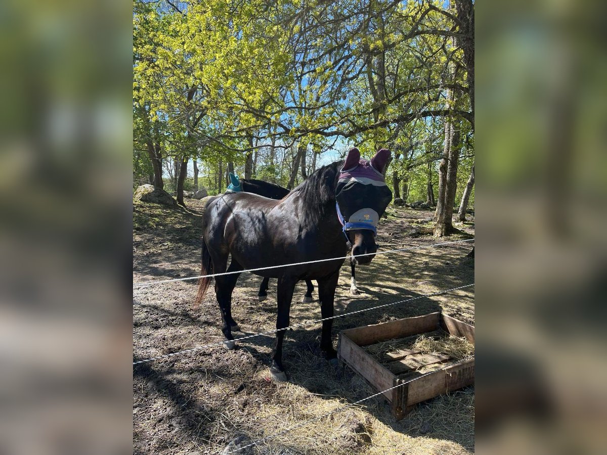 Schwedisches Warmblut Stute 14 Jahre 165 cm Dunkelbrauner in Fjärdhundra