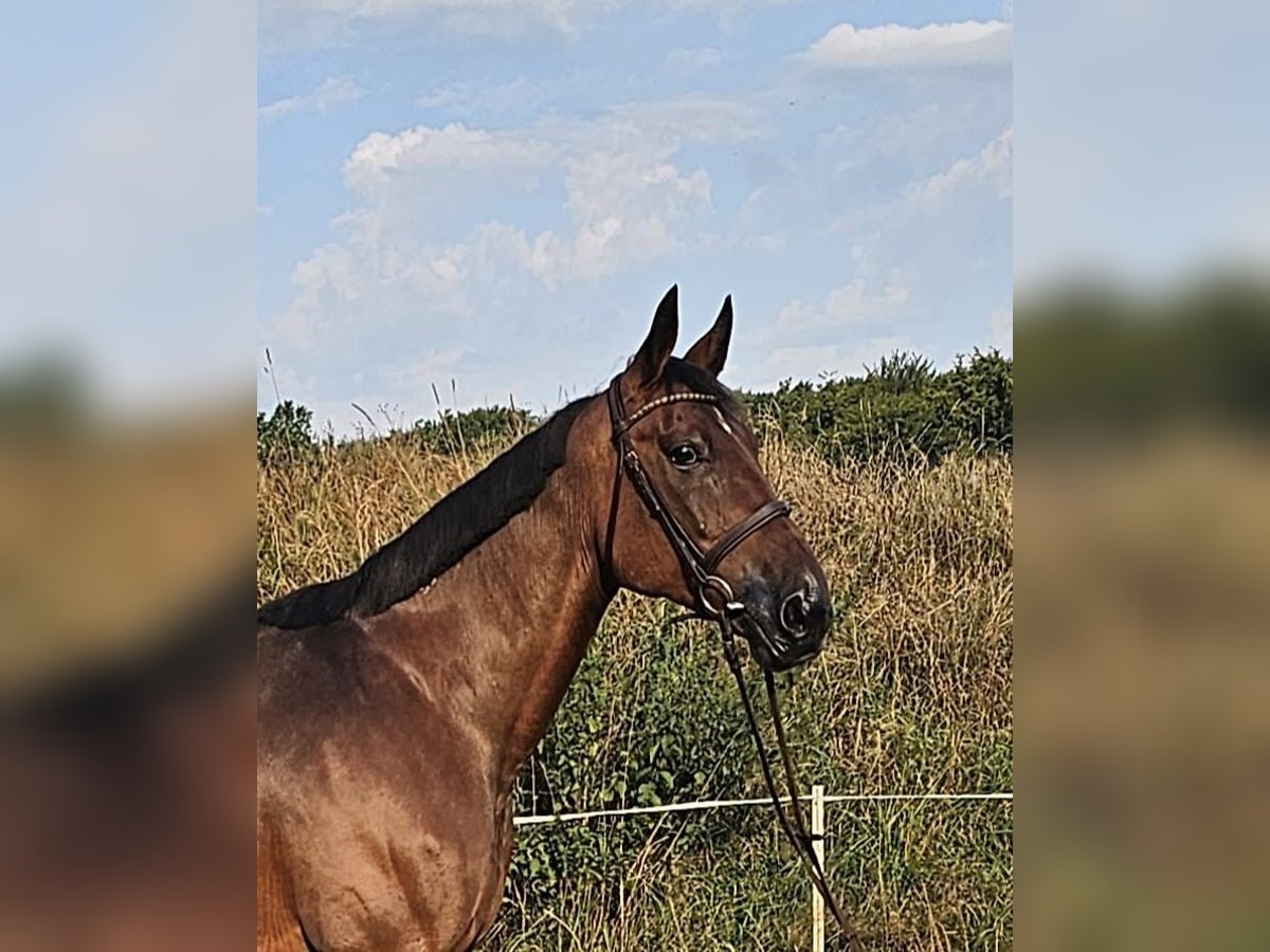 Schwedisches Warmblut Mix Stute 15 Jahre 163 cm Brauner in Leipzig